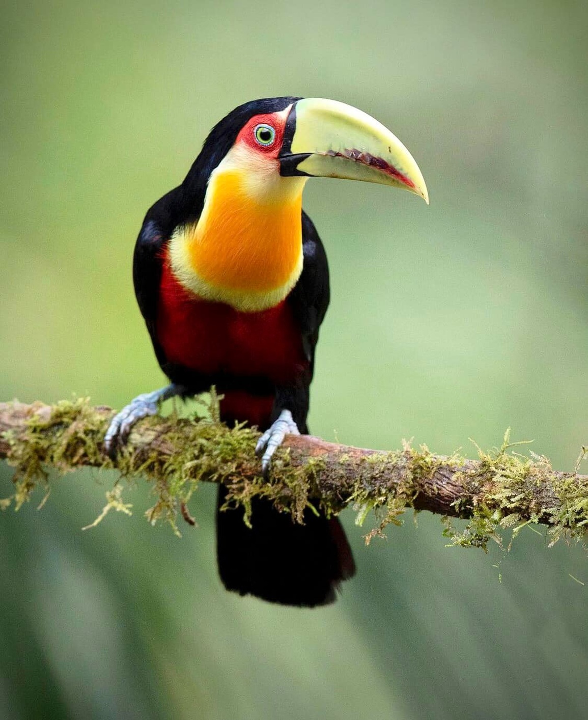 Vẻ đẹp của loài chim Toucan - 16