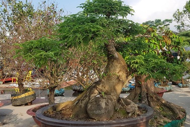 'Quái thú' ra Thủ đô, dân chơi cây miền Bắc phát sốt