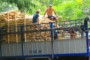 Thương lái Trung Quốc lại "giở trò" ngừng thu mua dăm gỗ để ép giá?