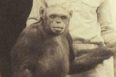 Bi kịch của chú vượn bị nghi "giống người" nhất trong lịch sử
