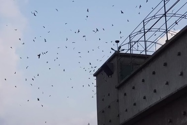 8X cất bằng kỹ sư, "liều" nuôi chim nhả "vàng trắng" không ngờ trúng lớn