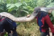Nông dân Indonesia hạ gục trăn khổng lồ dài hơn 7m, 9 người mới vác nổi
