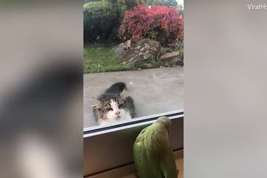 Clip hài hước không lời về chú vẹt “mạnh dạn” trêu mèo