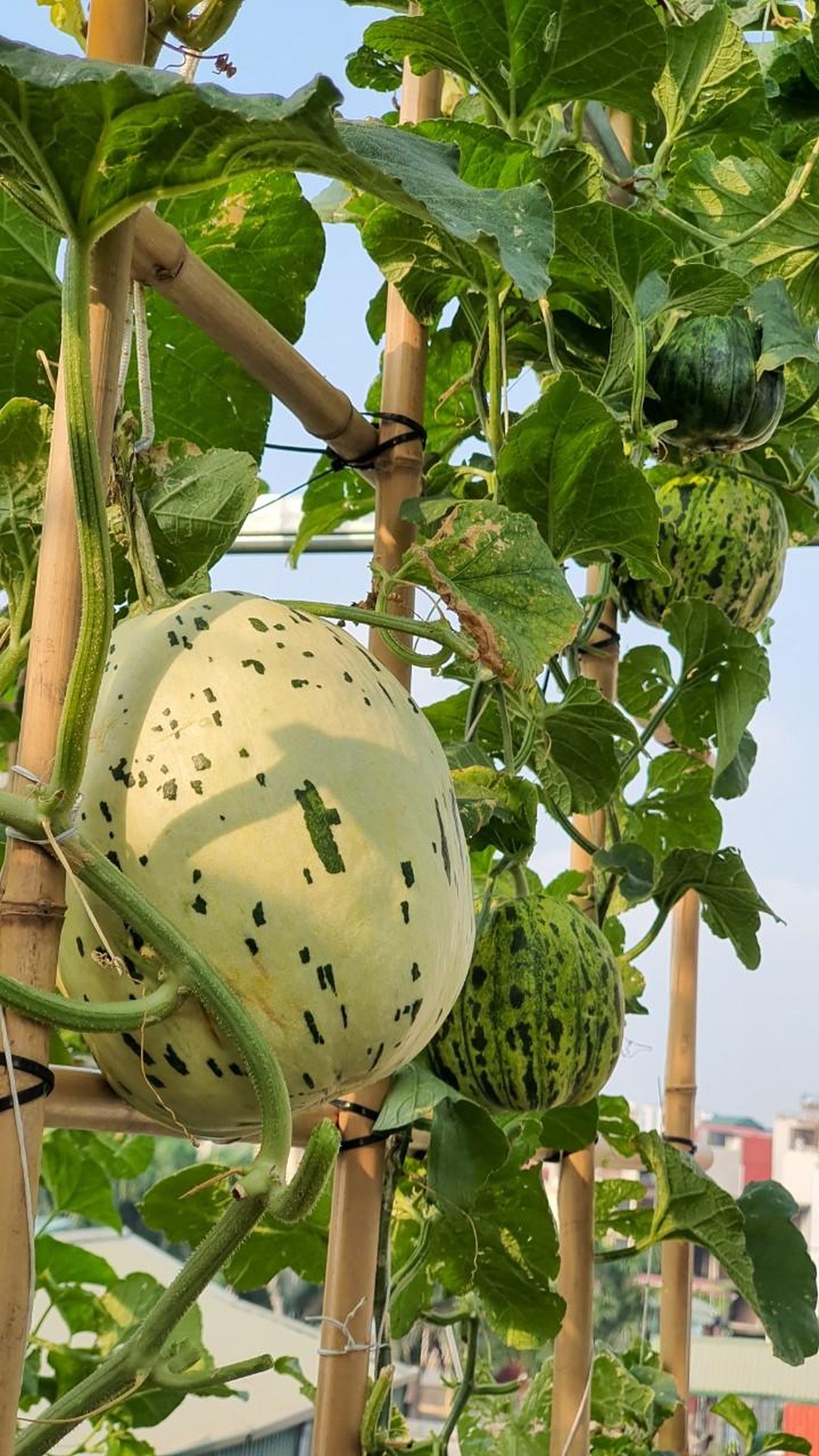 Hai vườn trĩu rau trái, ngát hương hoa hồng của gia đình Hà Nội - 9 Hai vườn trĩu rau trái, ngát hương hoa hồng của gia đình Hà Nội - 9
