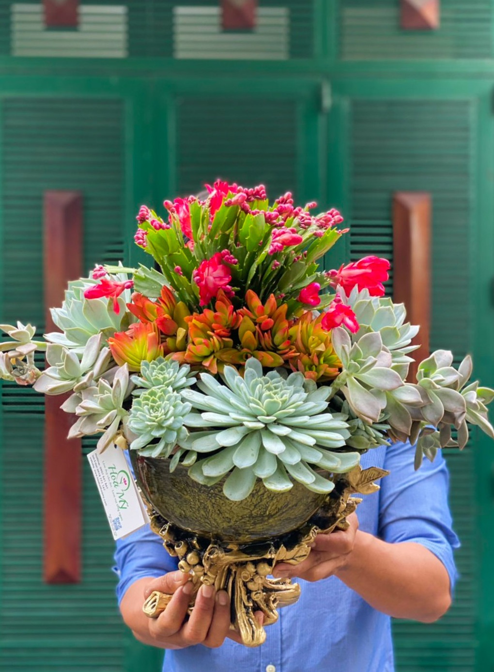 Nhổ sen đá cắm thành bình hoa khủng, giá tiền triệu vẫn hút khách - 7 Nhổ sen đá cắm thành bình hoa khủng, giá tiền triệu vẫn hút khách - 7