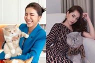 Sao Việt chi tiền nuôi mèo: Cho mặc đồ hiệu, đi máy bay hạng thương gia