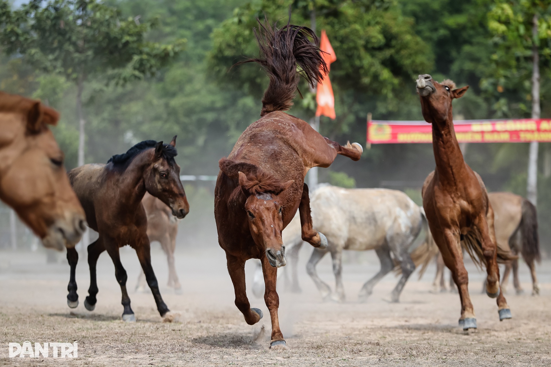 Kỵ binh ngày đêm khổ luyện cho dịp kỷ niệm Ngày Thống nhất đất nước 30/4 - 12 Kỵ binh ngày đêm khổ luyện cho dịp kỷ niệm Ngày Thống nhất đất nước 30/4 - 12