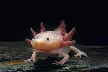 6 loài động vật kỳ dị nhất thế giới