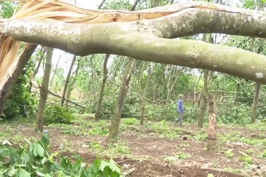 Cao su đổ la liệt, người dân điêu đứng