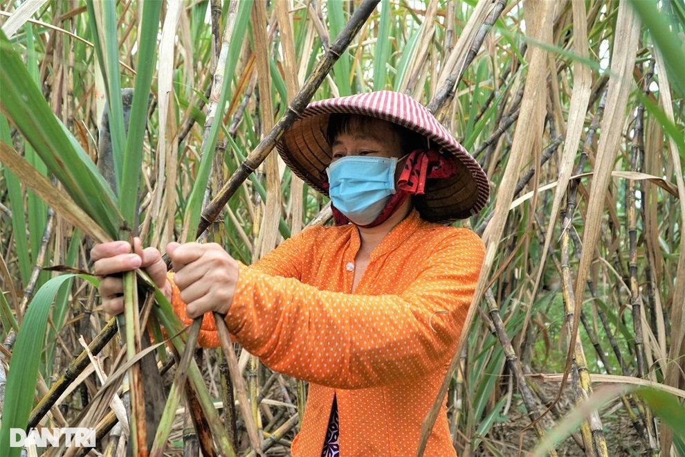 Giá tăng nhưng người làm nghề trồng mía vẫn... méo mặt - 1 Giá tăng nhưng người làm nghề trồng mía vẫn... méo mặt - 1