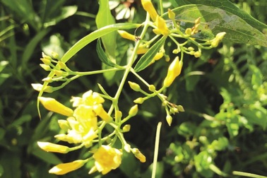 Lộ chuyện tình cảm ngang trái, đôi nam nữ ăn lá ngón tự tử