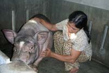 Dịch lợn tai xanh tái bùng phát 