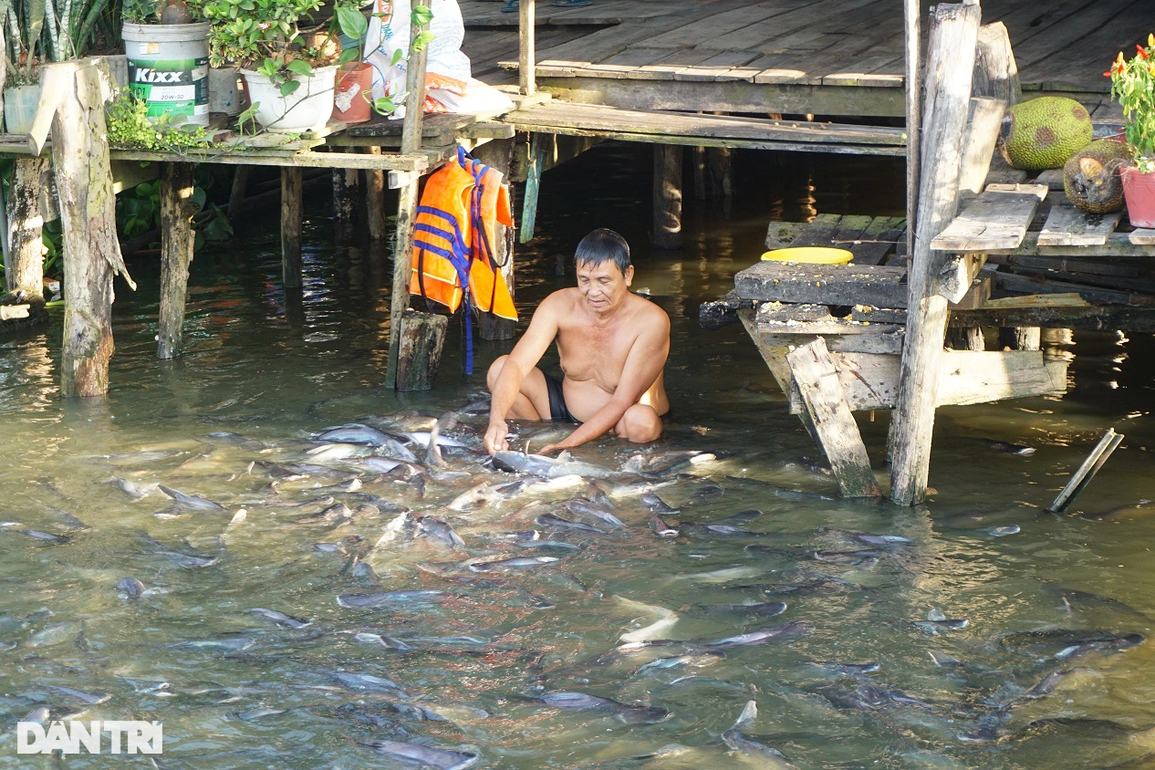 Kỳ lạ đàn cá sông nương tựa cô lái đò, thích được nựng như thú cưng - 3