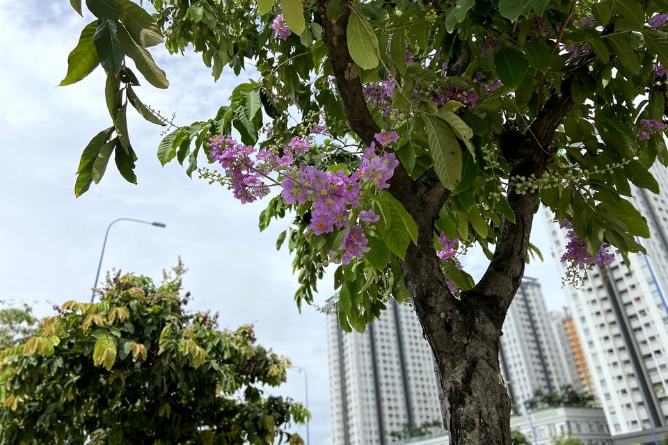 Hoa bằng lăng rực nở, nhuộm tím đường phố Sài Gòn - 8 Hoa bằng lăng rực nở, nhuộm tím đường phố Sài Gòn - 8