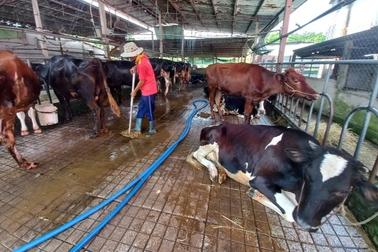 Loài vật từng "vắt ra tiền" nay thành gánh nặng của người nuôi