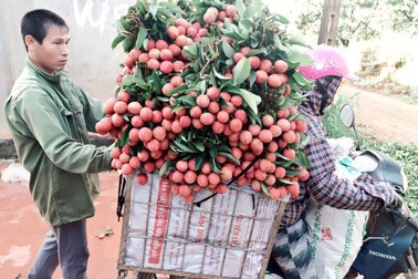 Thương lái Trung Quốc “rút quân”, vải Lục Ngạn mất gần nửa giá