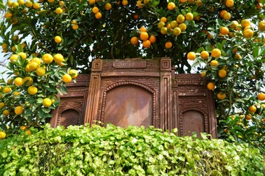 Độc lạ quất "ôm" gỗ lũa, tỏa bóng trên mô hình thành cổ