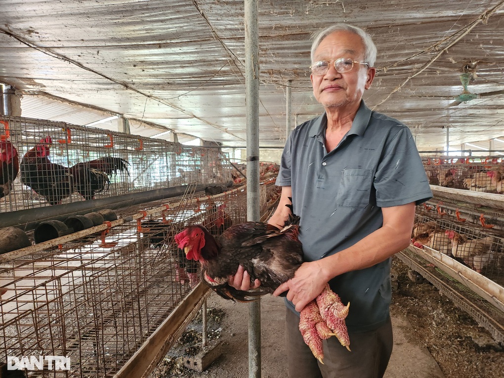 Nuôi gà chân voi, cụ ông đều đặn đếm tiền tỷ - 5 Nuôi gà chân voi, cụ ông đều đặn đếm tiền tỷ - 5
