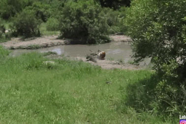 Khoảnh khắc linh dương thoát khỏi hàm cá sấu và cái kết đầy đen đủi