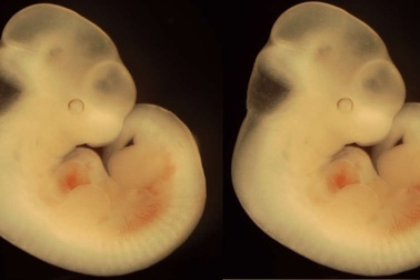 Nhật Bản cho phép nghiên cứu về phôi lai người - động vật lần đầu tiên