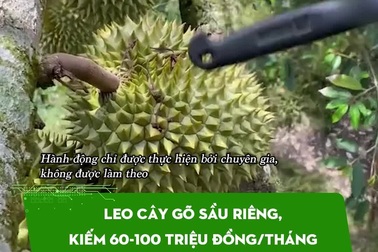 Leo cây gõ sầu riêng, kiếm 60-100 triệu đồng/tháng nhưng sơ sẩy là đền "ốm"