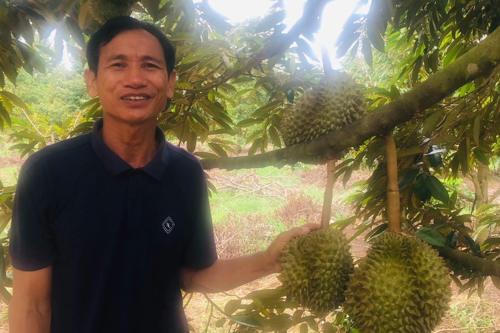 Xen canh trồng cà phê và cây ăn quả, lão nông Gia Lai kiếm tiền tỷ mỗi năm - 4 Xen canh trồng cà phê và cây ăn quả, lão nông Gia Lai kiếm tiền tỷ mỗi năm - 4