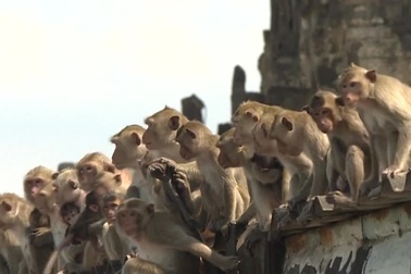 Bầy khỉ "cuồng sex" đổ xuồng đường gây náo loạn