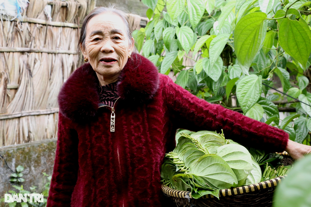 Trồng loại cây tiến vua, nông dân mỏi tay hái lá đếm tiền dịp Tết - 3 Trồng loại cây tiến vua, nông dân mỏi tay hái lá đếm tiền dịp Tết - 3
