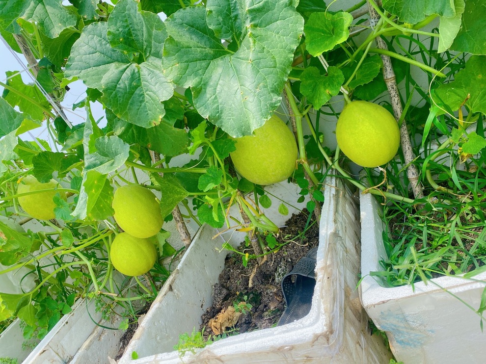 Ngắm vườn rau sân thượng xanh mướt của cặp vợ chồng ở Hải Phòng - 3 Ngắm vườn rau sân thượng xanh mướt của cặp vợ chồng ở Hải Phòng - 3