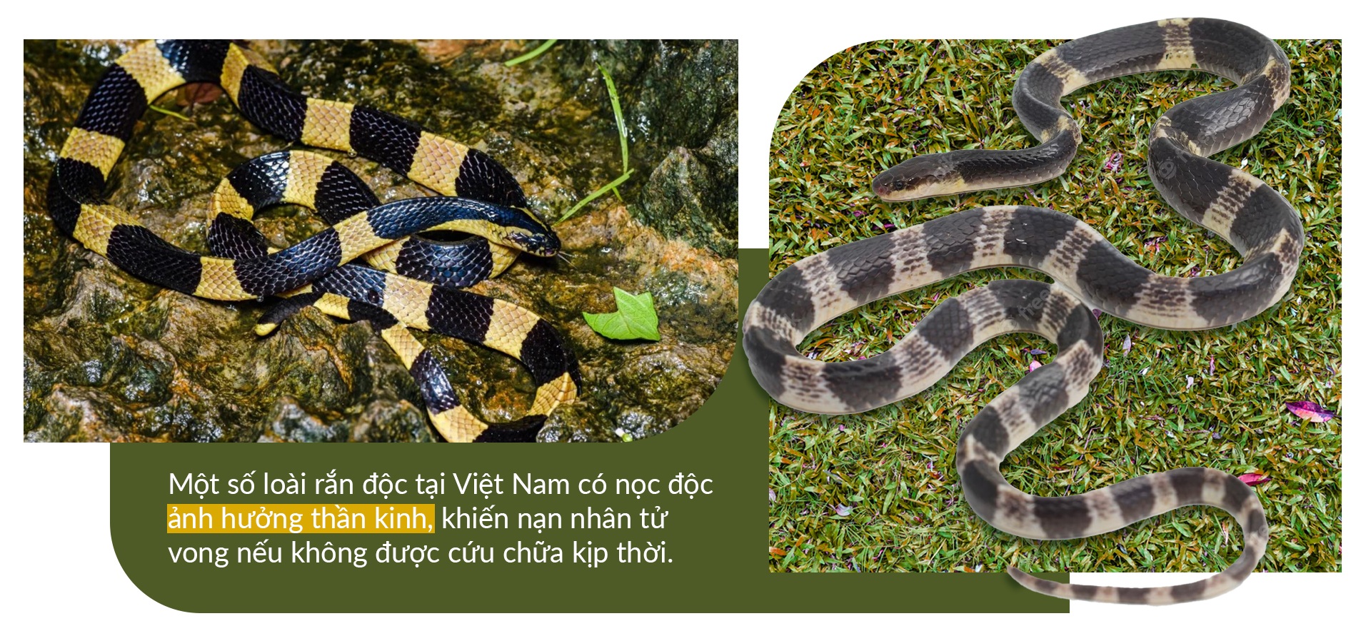 Chạm mặt rắn độc - nỗi lo mùa mưa - 5 Chạm mặt rắn độc - nỗi lo mùa mưa - 5