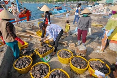 Chiêu hiểm thương lái Trung Quốc: Mua rễ hồ tiêu, hoa thanh long