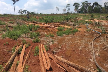 Kiến nghị điều tra vụ hơn 53 ha rừng bị phá trắng