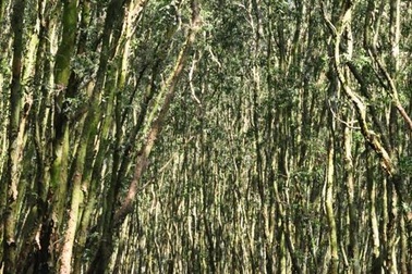 Về Trà Sư ngẩn ngơ giữa rừng tràm