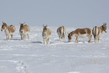 Những con lừa hoang cuối cùng trở lại từ bờ vực tuyệt chủng