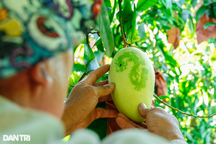 Linh vật rồng "lộ diện" trên quả xoài, giá bán một trái bằng 4 tô phở