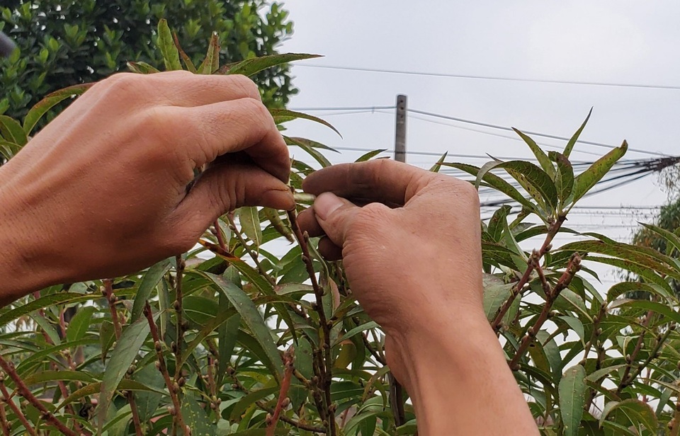 Người làm nghề trồng đào Nhật Tân lo cho vụ mùa dịp Tết Nguyên đán - 2 Người làm nghề trồng đào Nhật Tân lo cho vụ mùa dịp Tết Nguyên đán - 2