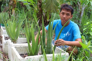 Trồng nha đam trong thùng xốp lãi nửa triệu đồng/ngày