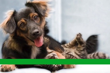 Đài Loan cấm ăn thịt chó mèo