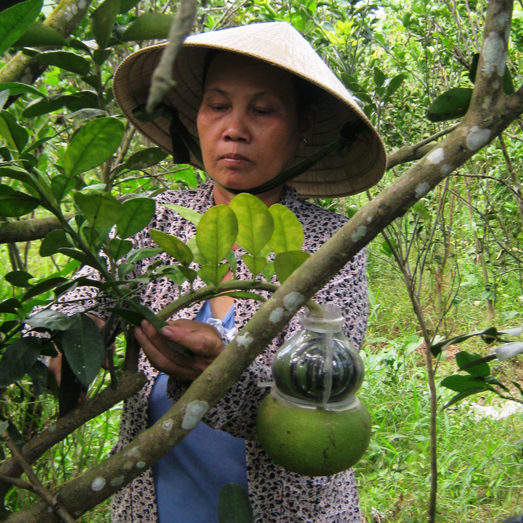 Nông dân trồng dưa hấu thỏi vàng, bưởi hồ lô… thấp thỏm chờ Tết - 1