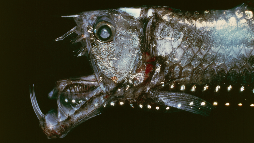 The truth behind the strange appearance of deep sea fish - 1