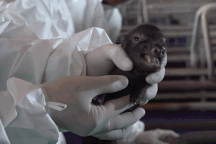 Việt Nam nhân bản thành công giống lợn tưởng đã tuyệt chủng từ mẩu mô tai