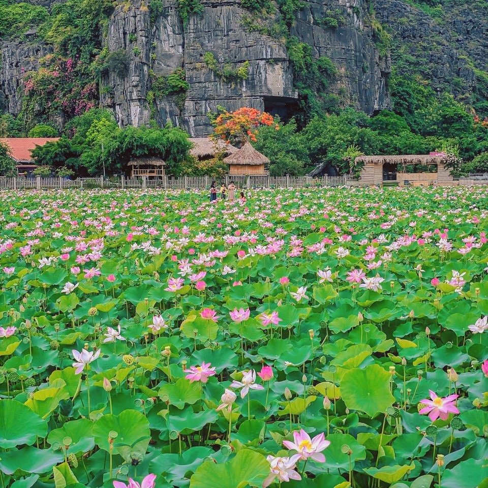 Trồng sen Nhật, thả cá và làm du lịch ở ruộng lúa, nông dân kiếm bộn tiền - 1 Trồng sen Nhật, thả cá và làm du lịch ở ruộng lúa, nông dân kiếm bộn tiền - 1