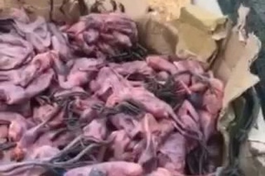 Hàng trăm con chim không rõ nguồn gốc.