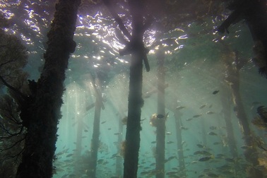 Khu rừng thời cổ đại 10.000 năm tuổi chìm dưới đáy biển