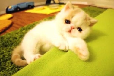 Mèo con sủa giống tiếng chó