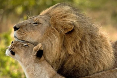 Chùm ảnh đẹp về tình yêu của các loài động vật trong tự nhiên
