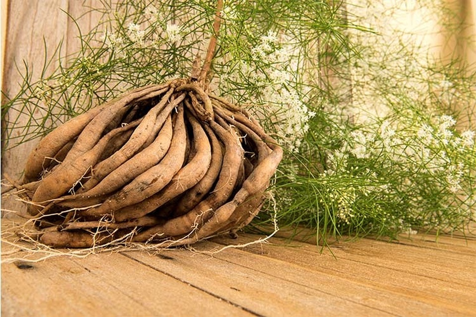 Thiên môn chùm có thực sự tốt cho phụ nữ tiền mãn kinh? - 3 Thiên môn chùm có thực sự tốt cho phụ nữ tiền mãn kinh? - 3