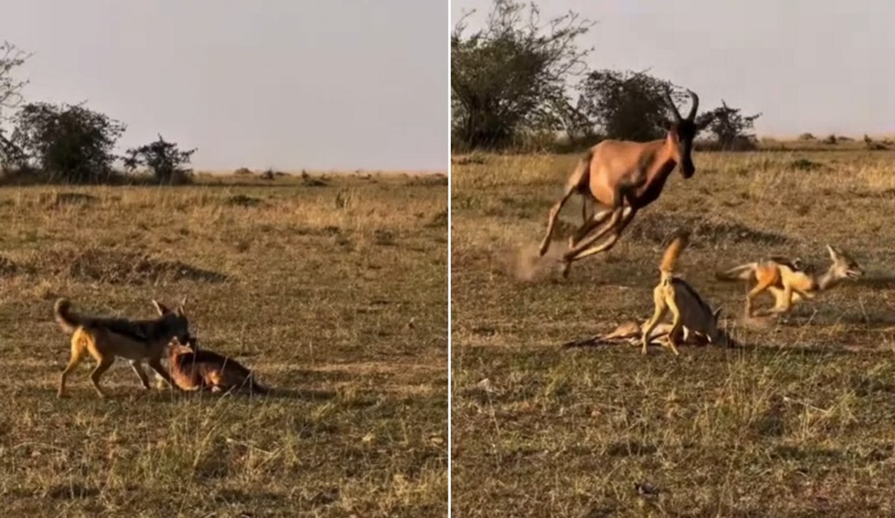 Số phận bi thảm của linh dương non vừa chào đời