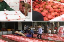 Kiếm tiền triệu mỗi ngày tại thủ phủ vải thiều