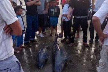 Quăng lưới bắt được 3 con cá heo, ngư dân thả cá về biển